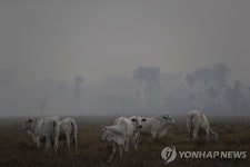 산불 난 아마존 농장서 풀 뜯는 소떼 | 연합뉴스