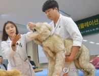 건국대 수의대 동물 모형으로 실습해요 | 연합뉴스