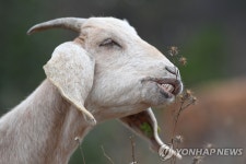 산불 예방 위해 풀 뜯는 염소 | 연합뉴스