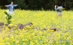 흔들리는 유채꽃들 속에서 | 연합뉴스