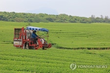 서광다원 녹차 수확 | 연합뉴스