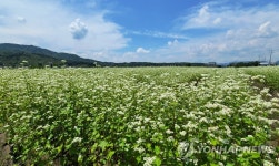 하얀 메밀꽃 닮은 뭉게구름 | 연합뉴스