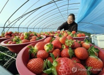 싱그러운 지산딸기 | 연합뉴스