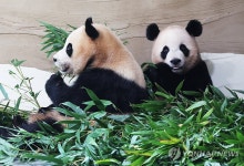 새집에서 만나요!…에버랜드 쌍둥이 판다 새 보금자리 3일 공개 | 연합뉴스
