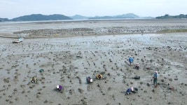 완도 군외 갯벌 1천㏊ 바다목장 만든다…꼬막 등 우량 종자 살포 | 연합뉴스