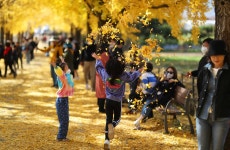 [픽! 거창] 거창 의동마을 은행나무길…만추에 온통 노랗네 | 연합뉴스