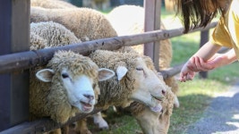 아이와 함께 즐겨요…인천 도심 속 양떼목장 인기 | 연합뉴스