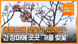 [자막뉴스] 남부지역 곳곳에 가을벚꽃 활짝…긴 장마에 평년보다 기온 낮은 탓 | 연합뉴스