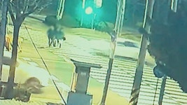 새벽예배 다녀오던 여성 3명 횡단보도서 참변…82세 운전자 입건 | 연합뉴스