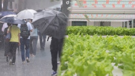 장마철 채솟값 폭등 대안은…빌딩 속 수직농장 주목 | 연합뉴스
