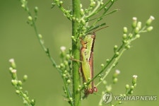 메뚜기 잡아오면 임금님표 이천쌀 드려요 | 연합뉴스