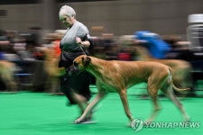 세계 3대 명견대회…영국 버밍엄 크러프츠 도그쇼 | 연합뉴스
