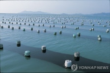 김 양식장서 굴도 생산…신안군 혼합양식 추진 | 연합뉴스
