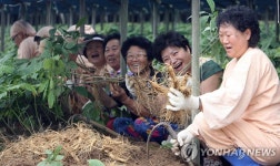 <금산인삼축제 내달 29일부터 열흘간 열려> | 연합뉴스