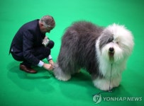 세계 최대 규모 명견 경연대회…영국 크러프츠 도그쇼 | 연합뉴스