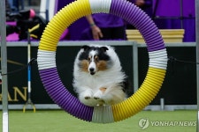 세계 최고의 개는?…美 웨스트민스터 켄넬클럽 도그쇼 | 연합뉴스