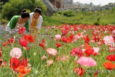 [주말 N 여행] 강원권: 보랏빛 라벤더·선홍빛 꽃양귀비…초여름 꽃향기 흠뻑 | 연합뉴스