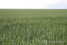 러시아 극동서 한국 임차농업 규모 확대 | 연합뉴스