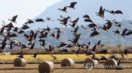 <폭설 속에 굶주리고 있는 철새들을 구하라> | 연합뉴스