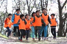 [#꿀잼여행] 제주권:하얀 매화·노란 유채·분홍 벚꽃·푸른 청보리 축제다 | 연합뉴스