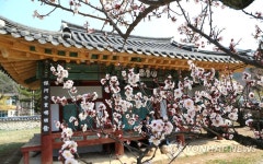 선비 정신 꽃피운 산청 남명매 | 연합뉴스