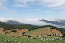 <Weekly Travel> 안반데기의 여름 | 연합뉴스