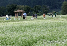 봉평은 지금 메밀꽃 필 무렵 | 연합뉴스