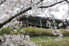 봄날 강릉 경포대의 추억 | 연합뉴스