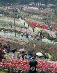 만개한 도당산 장미 백만송이 | 연합뉴스