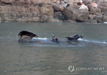 천연기념물 331호 백령도 물범 | 연합뉴스