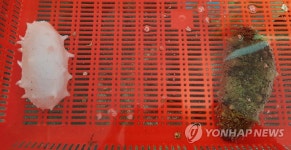 희귀종 백해삼 | 연합뉴스