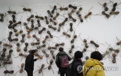 [주말 N 여행] 강원권: 난민·내전·환경·휴머니즘…현대미술에서 해답을 찾다 | 연합뉴스