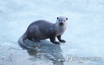 대전 유성구서 천연기념물 수달 죽은 채 발견 | 연합뉴스
