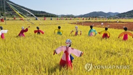 황금들판에 새워진 500여개 허수아비…전남 순천시 별량면 | 연합뉴스
