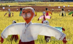 황금들판에 새워진 500여개 허수아비…전남 순천시 별량면 | 연합뉴스