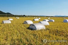 황금들판에 웬 마시멜로우?…폭우에 떠밀려온 볏짚 뭉치 | 연합뉴스