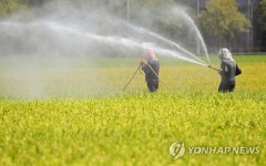 황금 들녘 꿈꾸며 | 연합뉴스