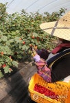 새빨간 산딸기 수확 | 연합뉴스