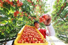 체리 수확 한창 | 연합뉴스