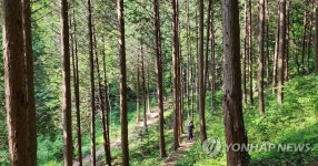 진안 부귀편백숲에서 산림욕 | 연합뉴스