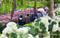 1만6천본 수국 향연 공주 유구색동수국정원 꽃축제 | 연합뉴스