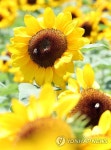 [사진톡톡] 꽃 활짝 폈네…함안 강주마을 해바라기 축제 | 연합뉴스
