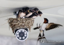 CCTV 위에 집 지은 제비 가족 | 연합뉴스