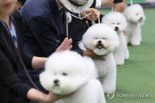 애견 한자리에…서울 FCI 국제 도그쇼 | 연합뉴스