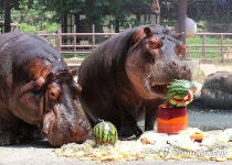 여름 특식 먹는 하마 | 연합뉴스