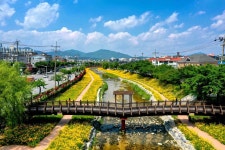 [픽! 제천] 노랗게 물든 제천 하소천…금계국 만발 | 연합뉴스