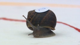 세상에서 제일 느린 대회…달팽이 경주대회 | 연합뉴스