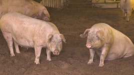 강원 화천 양돈농장서 아프리카돼지열병…1년만에 재발 | 연합뉴스