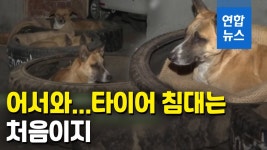 [영상] 고마워요, 멍멍 세상에서 가장 따뜻한 타이어 침대 | 연합뉴스