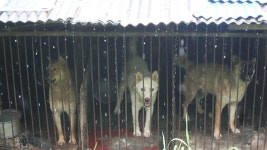 도살·경매거래…불법 개 사육농장 11곳 적발 | 연합뉴스